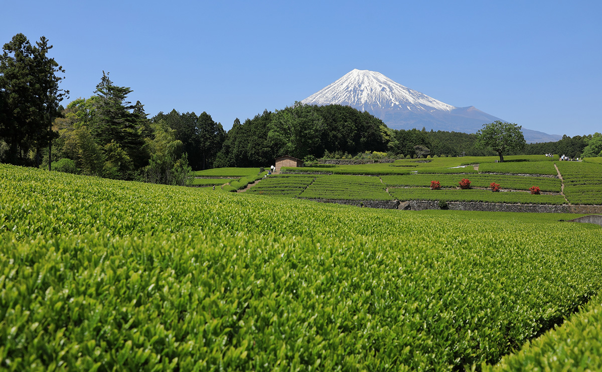 富士市